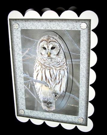 Barred Owl by Dianne Jackson