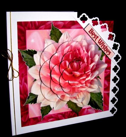 Gorgeous Dahlia by Dianne Jackson