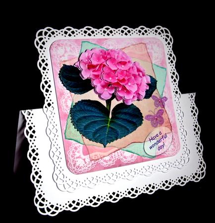 Pink Hydrangea (hortensia) by Dianne Jackson