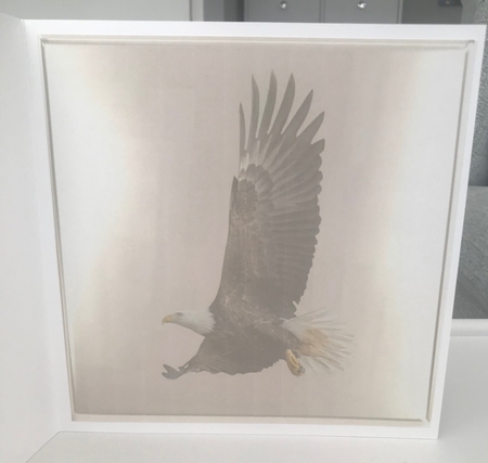 framed eagle by Doreen Bell