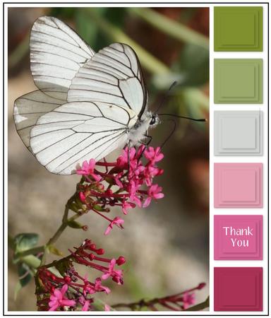 Color Swatch Butterfly by Eileen Deliot