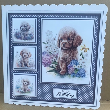 8x8 Baby Poodle Mini Kit - Decoupage, & Pyramage - x5 A4 sheets  by Elaine  Harmer