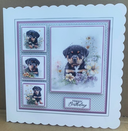 8x8 Baby Rottweiler Mini Kit - Decoupage, & Pyramage - x5 A4 sheets  by Elaine  Harmer