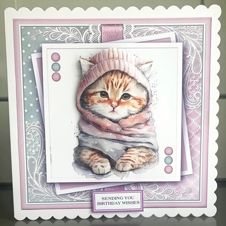Just a Portrait of a Cute cat KIT-ONE  by Elaine  Harmer