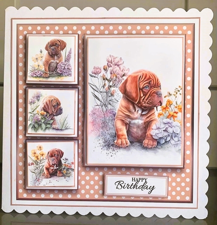 8x8 French Mastiff Mini Kit - x5 A4 Sheets  by Elaine  Harmer