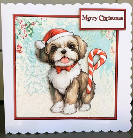 Shih Tzu pup with candy cane by Elaine  Harmer