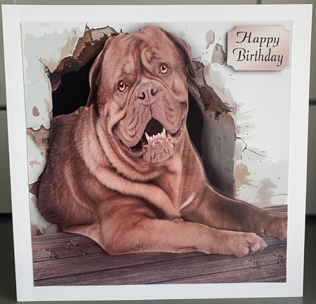Dogue de bordeaux by Elaine  Harmer