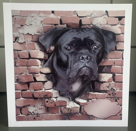 black boxer by Elaine  Harmer