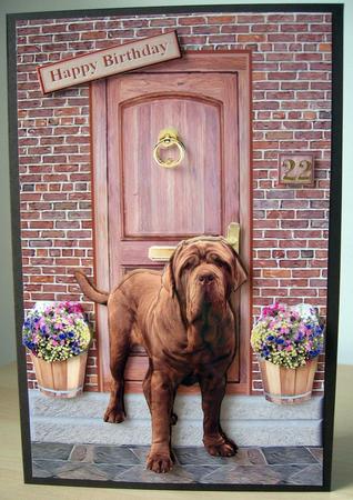Mastiff Dog on a Doorstep by Elaine  Harmer