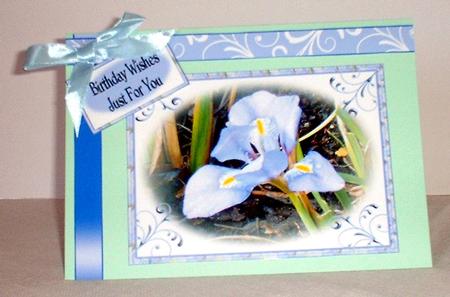 Iris by Elaine HIndson