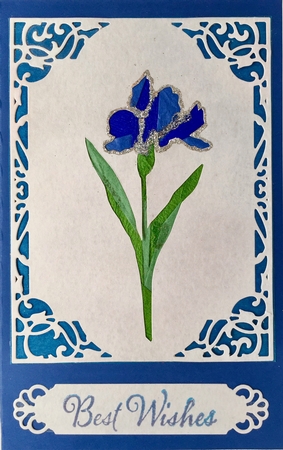 Holland Iris Flower by Elena Pavlova