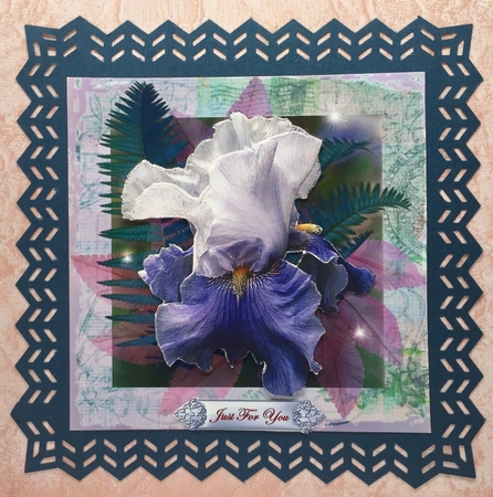 Irresistible Iris by Elena Pavlova