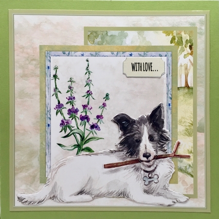 Collie dog by Elena Pavlova