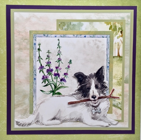 Collie dog by Elena Pavlova