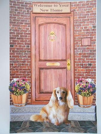 Miniature Long Haired Dachshund on a Door Step by Elena Pavlova