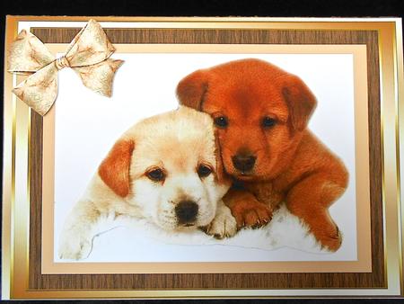 Georgious Labradore Pups in Gold Frame by Elena Pavlova