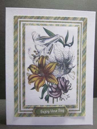 A Lovely Assortment of Lillys  by Elizabeth A Sanders
