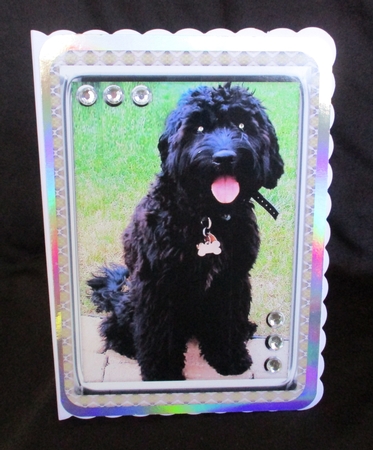 JJ LABRADOODLE 3 5X7 by Lizzie Hartwell