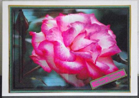 Wild Rose by Elizabeth Martin