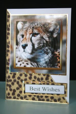 Cheetah Pyramid by Elizabeth Shepphard