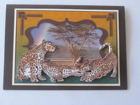 Africa - Leopards by Ellen Morgan