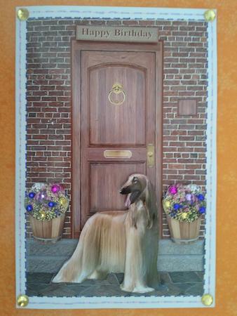Afghan Hound on a Door Step by Crafty M
