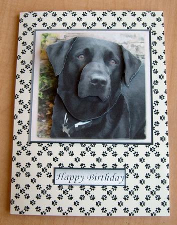 Black Labrador Portrait 3D Decoupage by Eunice Roberts