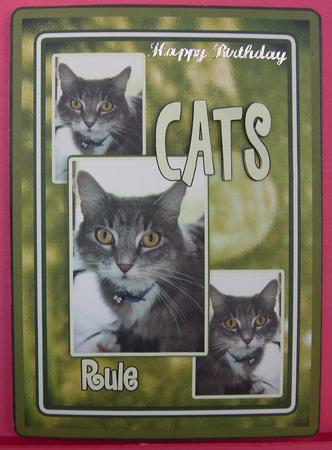 Cats Rule by Eunice Roberts