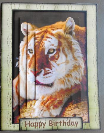 Wild Animal Series - Golden Tiger by Eunice Roberts