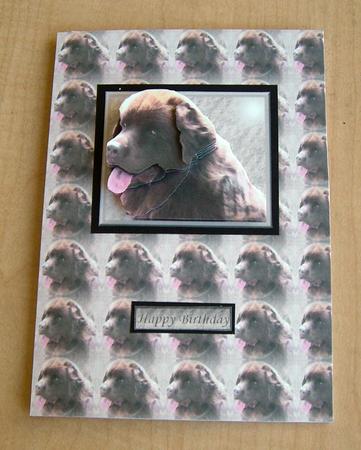 Chocolate Newfoundland Dog 3D Decoupage with Background by Eunice Roberts