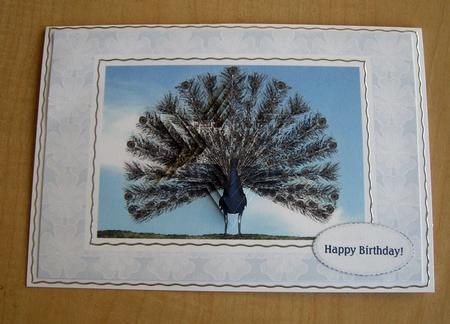 Peacock Bird with Fan Tail - Star Pyramid Card by Eunice Roberts