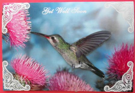 Pretty Humming Bird with Pink Flowers A4 by Eunice Roberts