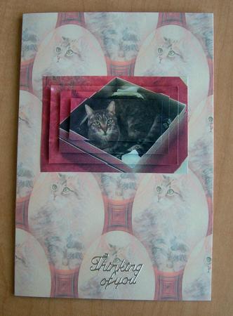 Cat Vellum by Eunice Roberts