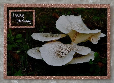 Mushrooms by Faye Volo