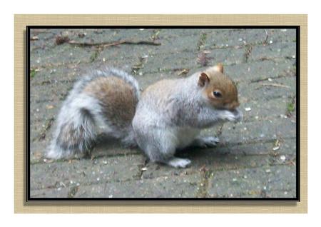 Grey Squirrel by Frances Dent