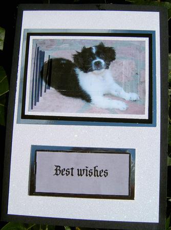 Collie Pup by Frances Dent