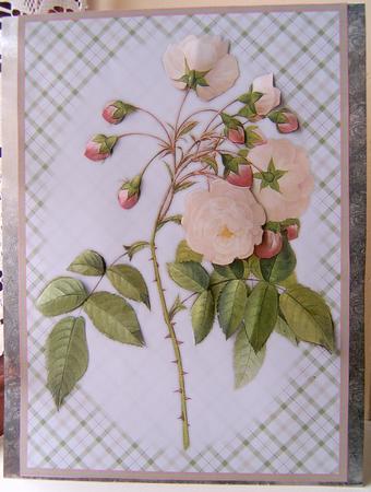 Wild Rose A4 Topper/card by Frances Dent