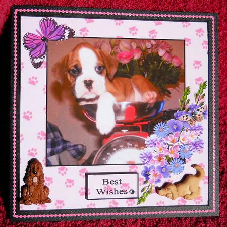 Boxer Puppy by Gail Pennycuick