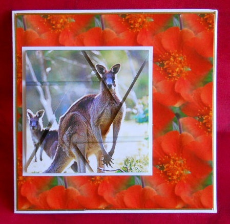 Kangaroo Camera Eye Stacker by Gail Pennycuick
