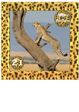 Animal Chunky Frames by Gaye Robinson
