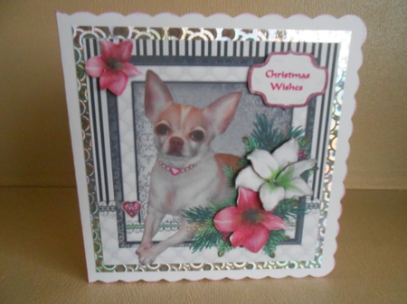 Chihuahua in the Amaryllis Bloom at Christmas by Gaye Robinson