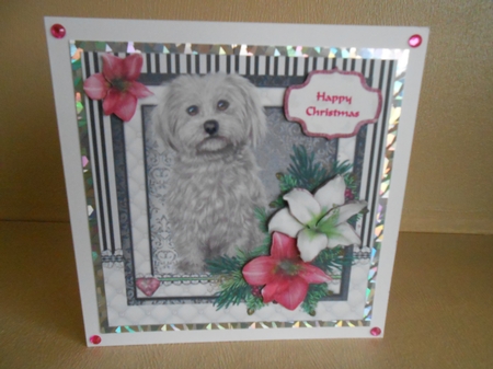 Maltese in the Amaryllis Bloom at Christmas by Gaye Robinson