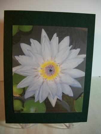 Waterlilly by Geri Stringer