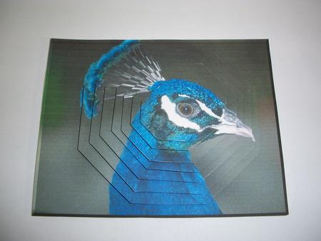 Peacock Octagon by Geri Stringer