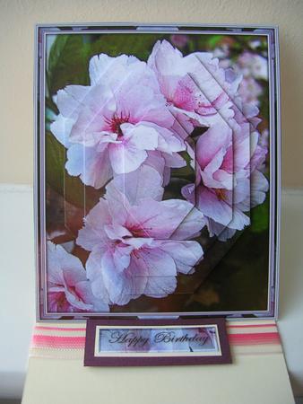 Pink Blossom by Gill Busby
