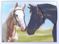 Love Horses Decoupage by Gill Dean