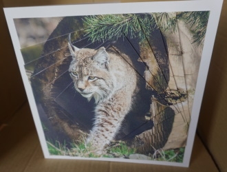 Because We Love Furries - Gorgeous Lynx + Insert & Tag by Gill Dean
