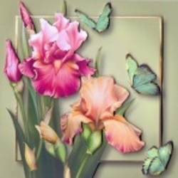 Blush Iris & Butterflies by Gill Dean