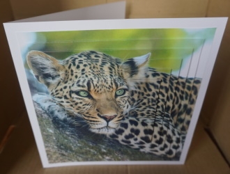 Because We Love Furries - Lounging Leopard 3 + Insert & Tag by Gill Dean