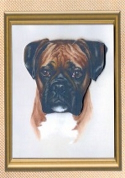  Boxer Sheet by Gill Dean